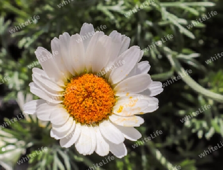 Beautiful margerite flowers in a european garden in white color.