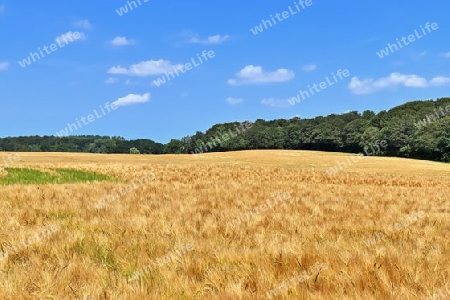 Summer view on agricultural crop and wheat fields ready for harvesting.