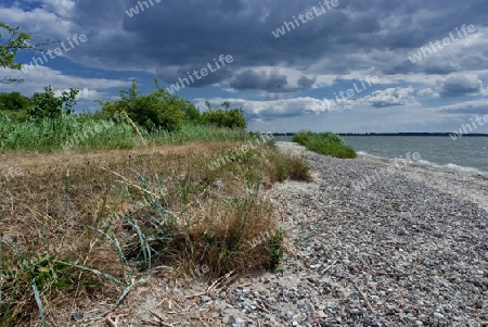 Am Strand des Peenestroms  NSG Halbinsel Gnitzk/Usedom