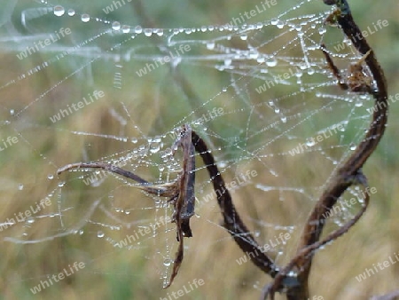 Spinnweben mit Wassertropfen