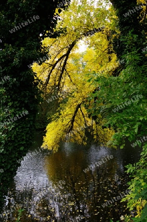 Herbstbl?tter in leuchtendem Gelb  ( Serie 10-teiilig )