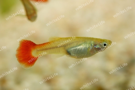 A Female Guppy (Poecilia reticulata), a popular freshwater aquarium fish	Ein Weiblicher Guppy, (Poecilia reticulata) ein beliebter Sue?wasser-Aquarienfisch