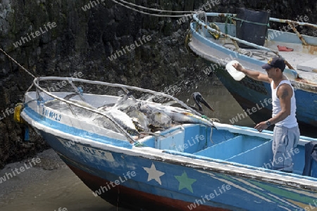 Fischer ?bergiesst frisch gefangene Fische mit Wasser im Fischerhafen von  Puerto Ayora,  Insel Santa Cruz, Indefatigable Island, Galapagos Archipel, Unesco Welterbe,  Ecuador, Suedamerika
