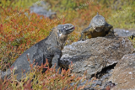 Drusenkopf (Conolophus subcristatus),Galapagos Landleguan , Unterart der Insel Plaza Sur, Galapagos, Unesco Welterbe,  Ecuador, Suedamerika