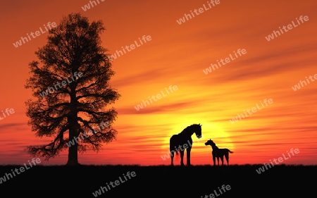 Zwei Pferde im Sonnenuntergang