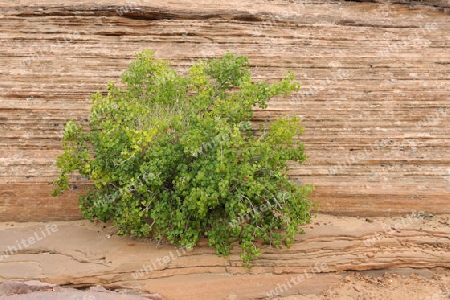 Sukkulente waechst in Sandsteinschichten, Arizona, USA