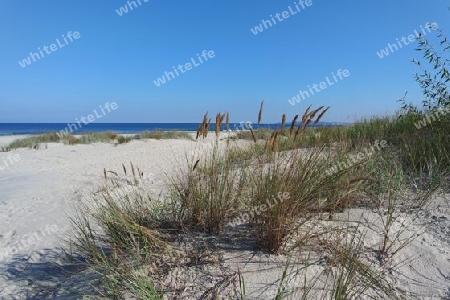 Dünenlandschaft mit Strandgras , Ostsee