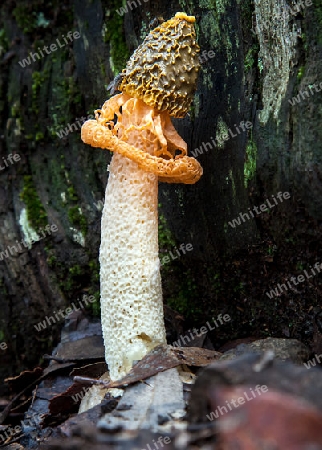 Mushroom in Australia Veil Phallus multicolor
