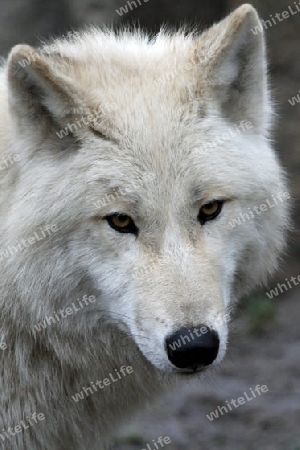 Wolf 010