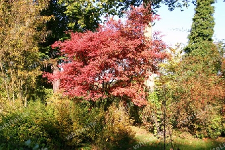 Herbstzauber im Park