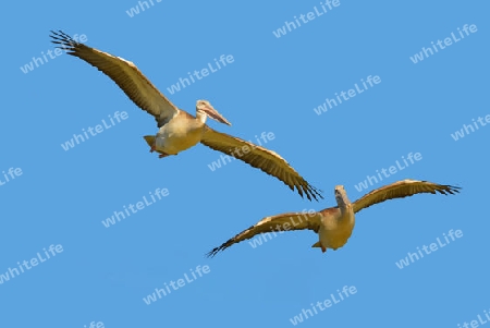 2 Pelikane in Frankreich