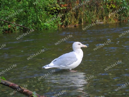 Seagull in Goldstream River