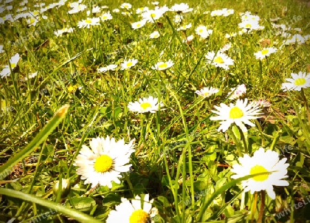 Some wonderfull daisies on a spring lawn