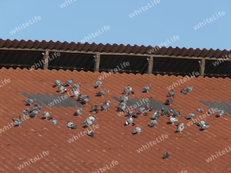 Tauben auf Dach P1280424