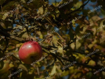 Reifer Roter Apfel am Baum