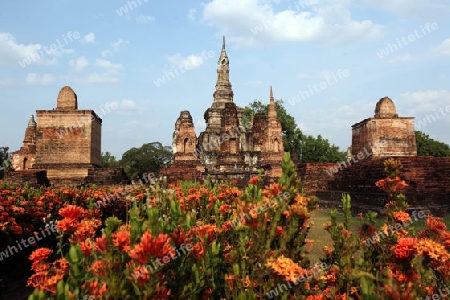 Der Wat Mahathat Tempel in der Tempelanlage von Alt-Sukhothai in der Provinz Sukhothai im Norden von Thailand in Suedostasien.
