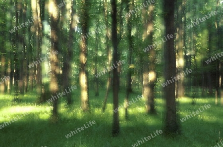 Lichtreflexe im Laubwald