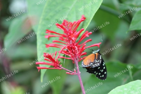 Butterfly VI