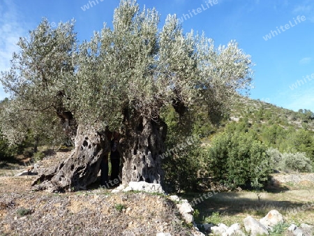 Olivenbaum mit Durchgang
