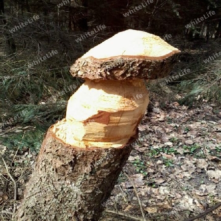 Ein Geschnitzter Pilz im Wald