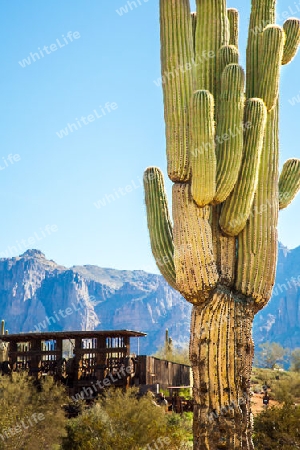 Cactus at Apache Trail in Arizona