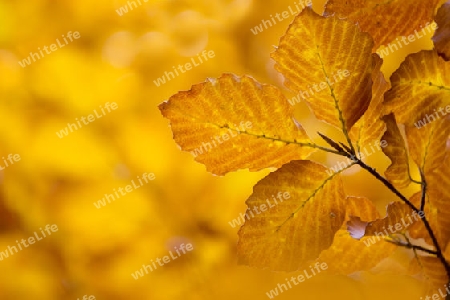 Herbstbl?tter mit farbigem, herbstlichem Hintergrund 