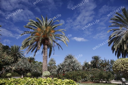 a Palmtree in a parc in the city of las palmas on the Canary Island of Spain in the Atlantic ocean.