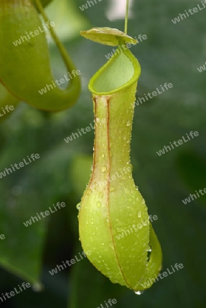 Kannenpflanze ( Nepenthes alata ), Falle fuer Insekten, Philippinen