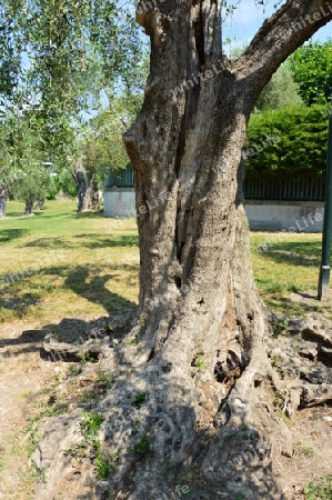 Olivenbaumstamm 2