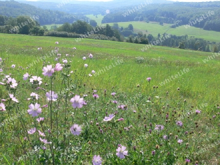 Landschaft mit Wiesenblumen in Hessen