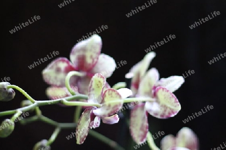 Orchideen 11