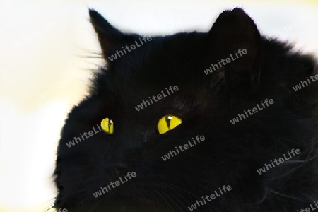 Black tomcat with luminous green-yellow eyes