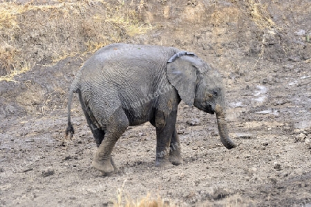 Elefant (Loxodonta africana), Kalb, Jungtier nimmt Schlammbad,  Masai Mara, Kenia, Ostafrika, Afrika