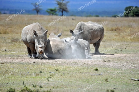 Rhinozeros 