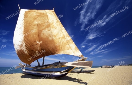 Traditionelle Segel Fischerboote bei Negombo im westen der Insel Sri Lanka im Indischen Ozean.