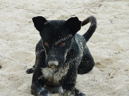Hund am Strand in Phuket