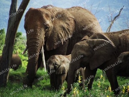 Elefant, Herde, Elefanten, Familie, Baby, Jungtier, im, Tsavo, Ost, Wildreservat, Landschaft, Savanne, Kenya, Kenia, Afrika, Nationalpark, Safari