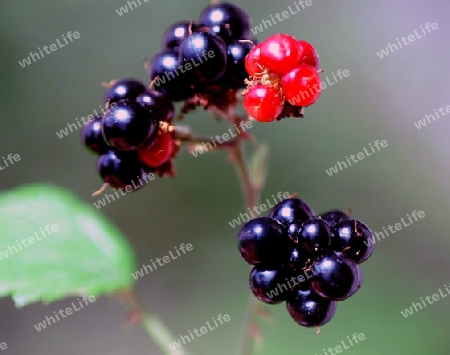 blackberries macro