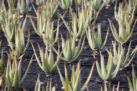 a Aloe Vera cactus Plantation the Island of Lanzarote on the Canary Islands of Spain in the Atlantic Ocean. on the Island of Lanzarote on the Canary Islands of Spain in the Atlantic Ocean.
