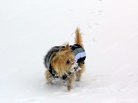 hund im schnee