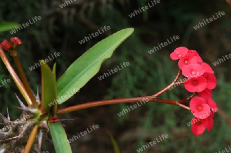 Christusdorn - Euphorbia milii