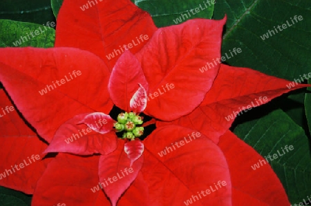 Weihnachtsstern Euphorbia pulcherrimal