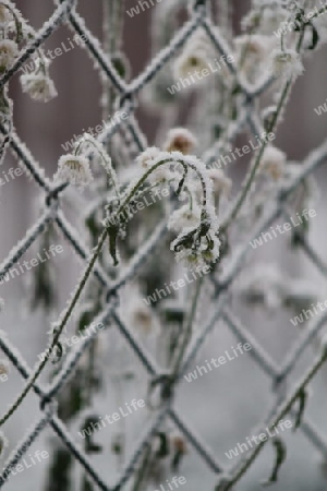 Frostige Blumen am Zaun