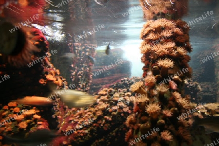 fisch aquarium