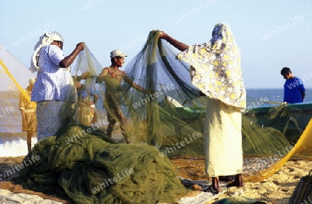 Fischer fischen auf traditionelle art bei Negombo im westen der Insel Sri Lanka im Indischen Ozean.