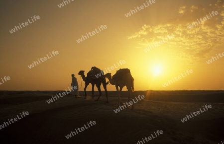 Ein Beduine mit seinen Kamelen in der Sahara Wueste bei Douz im zentralen sueden in Tunesien in Nordafrika.