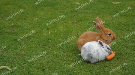 Kaninchen Ostern