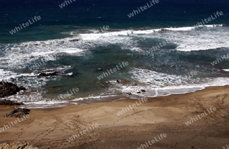 the Beach Playa de Garcey on the Island Fuerteventura on the Canary island of Spain in the Atlantic Ocean.