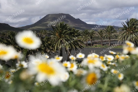 The volcanic Hills near the Village of Haria on the Island of Lanzarote on the Canary Islands of Spain in the Atlantic Ocean.
