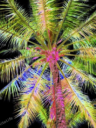 Leuchtende Palme